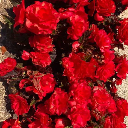 Casa de Férias Quinta Dona Manuela