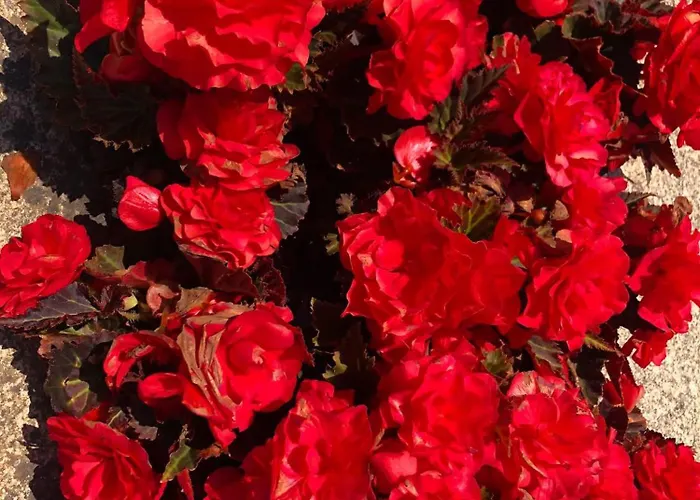 Дом отдыха Quinta Dona Manuela